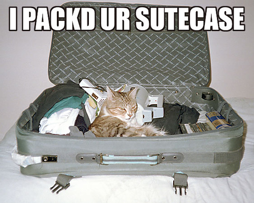 lolcat-suitcase