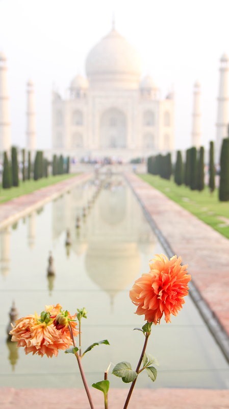 Faire une photo différente Taj fleur
