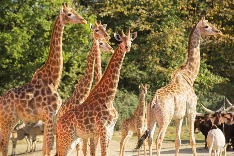 Des girafes et des lions… dans l’ouest de la France